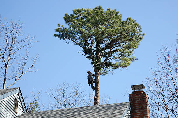 Best Leaf Removal  in Rangely, CO